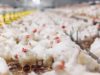 Global poultry market to reach US$322.55bn in 2021, says ResearchAndMarkets
