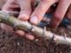 Bio-fortified crops: A chance for Zambia’s nutrition and economic development