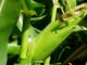 Maize output a boost to Zambia strategic reserves