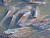 AU’s Fish Governance project to help Africa’s aquaculture and fisheries sector