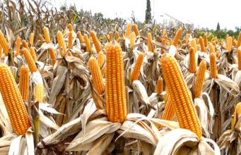 Stakeholders react to FRA’s 2022 crop price