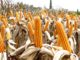 Zambia’s maize production increases by 7%
