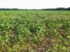 Agriculture set to benefit in Zambia-SA bilateral talks
