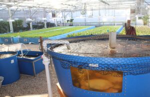 Aquaponics will offer growers more stability and a proper income