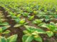 Bad weather conditions in important tobacco-producing areas account for the drop in Zambia’s tobacco production