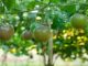 SADC region set to lose out on passion fruit, enterprise is moving operations to Ghana