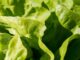 EIMA Green, to showcase Garden E-motion
