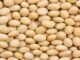 Zambia’s growing Agric potential