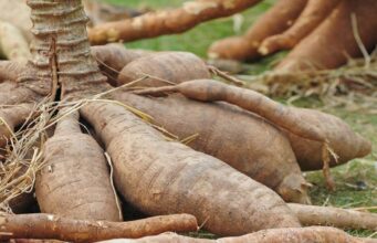 Farmers kick off the 2023 cassava harvest season in Luapula Province