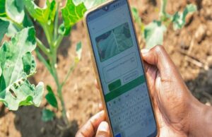 From Traditional Fields to Tech-Driven Future: Zambian Innovator Empowers Farmers with Netagrow