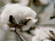 Biodiversity in Peril: Climate Change’s Bite on African Cotton Farmers