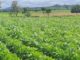 Soybean Rust Threat Looms Large: Farmers Armed with Early Warning System