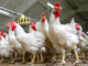 Soybean Crisis Threatens Poultry Security in Southern Africa