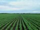 Turkish Expertise Eyes Zambian Fields: Agricultural Partnership Blooms