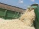 ZAF Poised for 700-Tonne Maize Bonanza Amidst Drought Woes