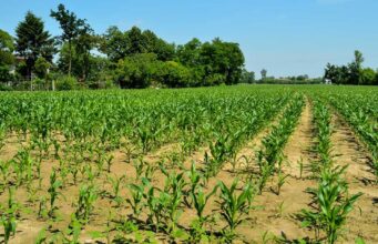 Start Right, Harvest Big: Practical Tips for Maize Germination