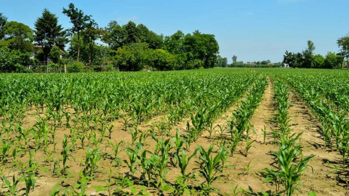 Start Right, Harvest Big Practical Tips for Maize Germination
