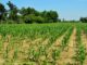 Start Right, Harvest Big: Practical Tips for Maize Germination