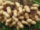 Discovery offers hope against stem rot
