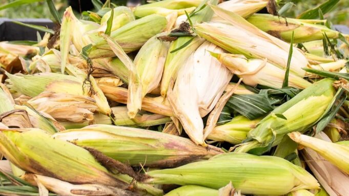 Maize Surplus Puts Pressure on South African and Zambian Exports