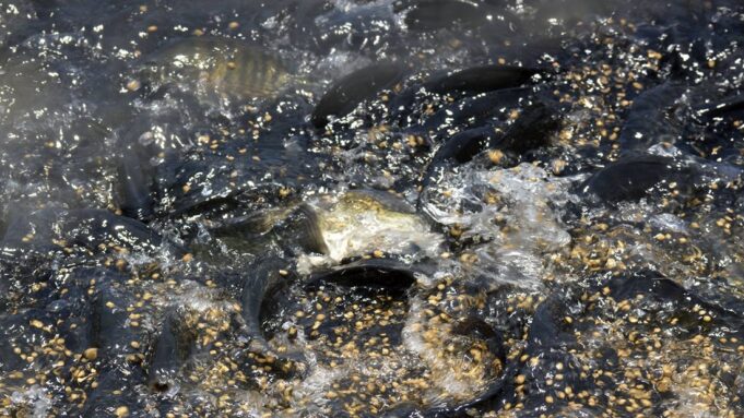Siavonga Fish Farmers Struggle to Stay Afloat