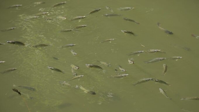Rabobank optimistic despite reduced global aquaculture growth