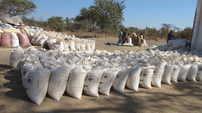 Malawi on track to bridge maize deficit 51,000 Metric tons hauled from Zambia