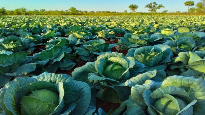 FAO-led mission bolsters agricultural data systems in Zambia and Zimbabwe