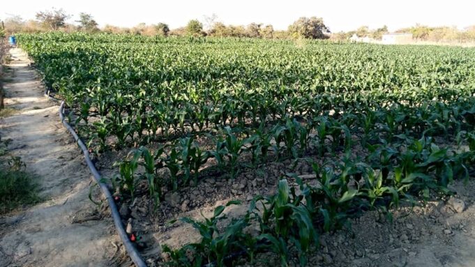 Scaling Nature-Based Solutions to Shield Zambezi Farmers