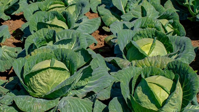Zambia’s E-Voucher Transition Catalyzes Smallholder Productivity