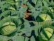 Zambia’s E-Voucher Transition Catalyzes Smallholder Productivity