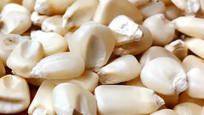 Zambia Liberalises Maize Trade to Bolster Agricultural Economy