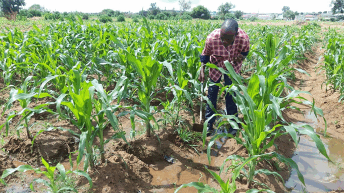 Zambia Puts Climate Finance to Work Where It Matters Most, the Farm