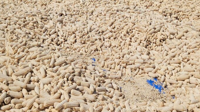 Zambia Targets Ten Million Tonnes of Maize by 2031