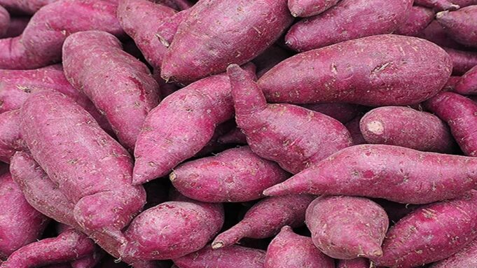 Zambia Looks to Brazil to Unlock Its Agricultural Potential