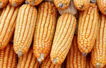 Zambia’s $4 Billion Corn Revolution Sparks Regional Food Export Boom