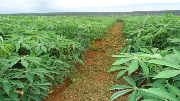 Zambia's Farmers Need Insurance, Only a Third Are Getting It