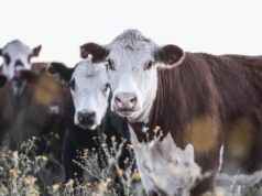 Global Call to Restore Critical Ecosystems Gains Urgency