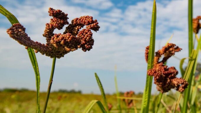 India–Africa Cooperation in Agriculture, Millets & Food Security