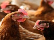 Poultry Prices Soar as Market Power Squeezes Zambian Farmers and Consumers