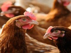 Poultry Prices Soar as Market Power Squeezes Zambian Farmers and Consumers