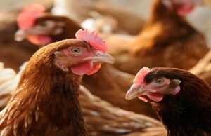 Poultry Prices Soar as Market Power Squeezes Zambian Farmers and Consumers