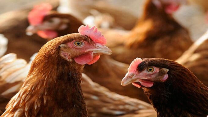 Poultry Prices Soar as Market Power Squeezes Zambian Farmers and Consumers