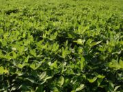 U.S. Backs Zambia’s $491 Million Shift from Farms to Critical Minerals