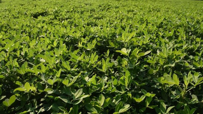 U.S. Backs Zambia’s $491 Million Shift from Farms to Critical Minerals