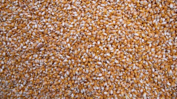 Zambia Forecasts Record 4.9 Million Ton Maize Bumper Crop
