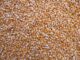 Zambia Forecasts Record 4.9 Million Ton Maize Bumper Crop