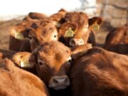 Zambia Shuts Border to South African Livestock as Disease Flare-Up Rattles Region