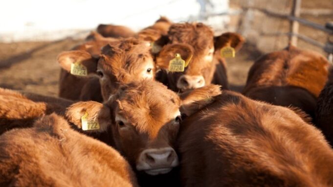 Zambia Shuts Border to South African Livestock as Disease Flare-Up Rattles Region