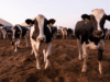 Bloc Steps Up Animal Disease Response